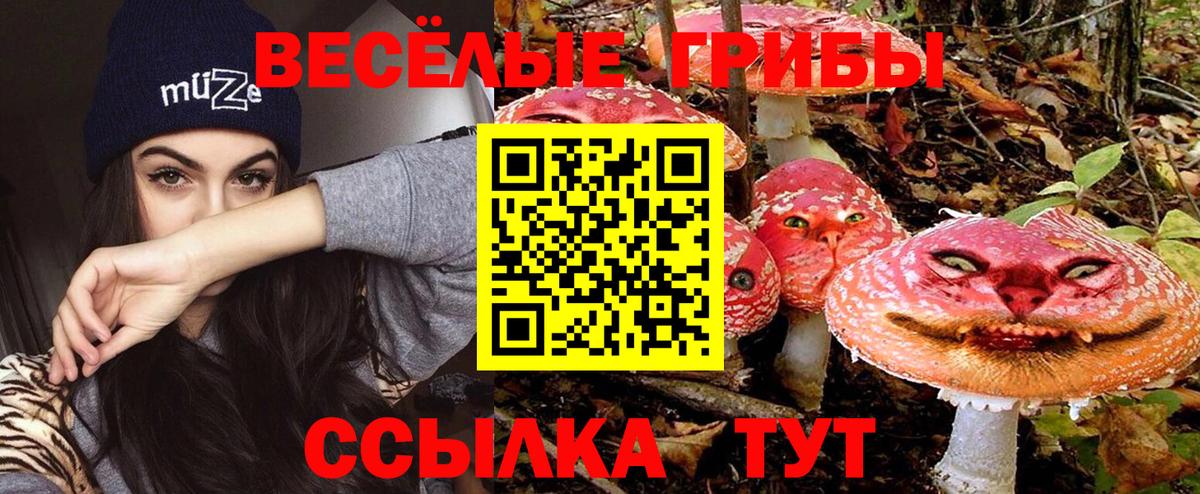Сызрань  Псилоцибиновые грибы Cubensis  Вход с VPN 